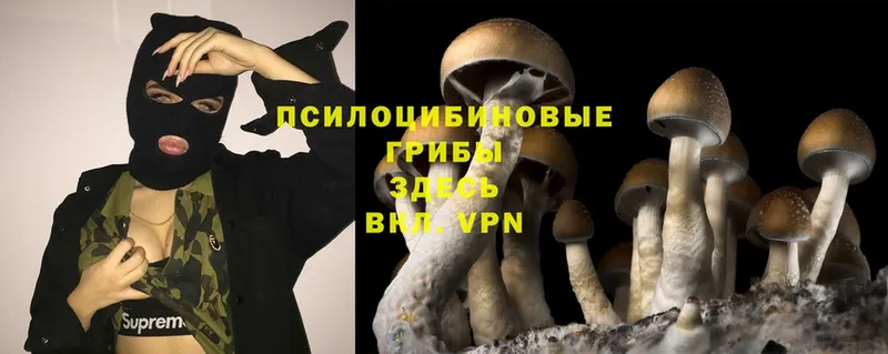 Галлюциногенные грибы Magic Shrooms  darknet официальный сайт  Бирюч 